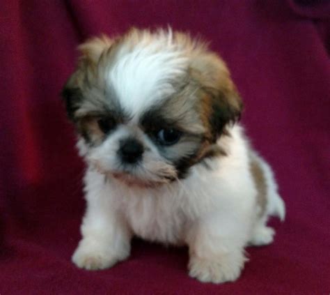 shih tzu for sale los angeles ca|shih tzu breeders california.